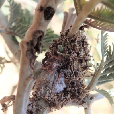 Papyrius nitidus (Shining Coconut Ant) at Aranda Bushland - 20 Nov 2019 by CathB