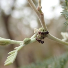 Papyrius nitidus at Dunlop, ACT - suppressed