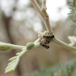 Papyrius nitidus at Dunlop, ACT - 20 Nov 2019