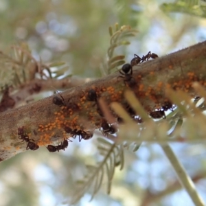 Papyrius nitidus at Dunlop, ACT - suppressed