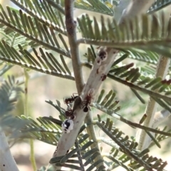 Papyrius nitidus at Dunlop, ACT - suppressed