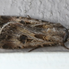 Agrotis munda (Brown Cutworm) at Ainslie, ACT - 4 Nov 2019 by jb2602