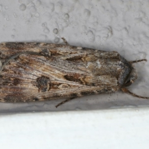 Agrotis munda at Ainslie, ACT - 4 Nov 2019