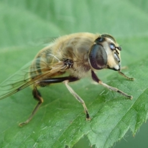 Eristalis tenax at Spence, ACT - 8 Dec 2019