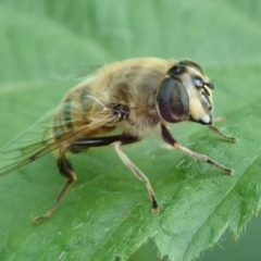 Eristalis tenax (Drone fly) at Spence, ACT - 8 Dec 2019 by Laserchemisty