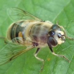 Eristalis tenax at Spence, ACT - 8 Dec 2019