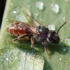 Lasioglossum (Chilalictus) hemichalceum (Halictid Bee) at Spence, ACT - 8 Dec 2019 by Laserchemisty