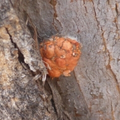 Mataeomera (genus) (A Scale Moth) at Mount Mugga Mugga - 9 Dec 2019 by Mike