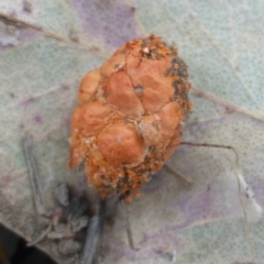 Mataeomera (genus) at Symonston, ACT - 9 Dec 2019 12:02 PM