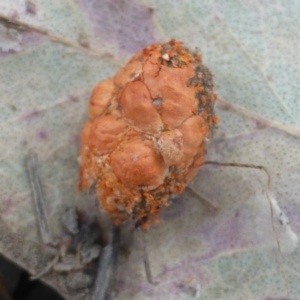 Mataeomera (genus) at Symonston, ACT - 9 Dec 2019