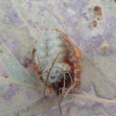 Mataeomera (genus) at Symonston, ACT - 9 Dec 2019 12:02 PM