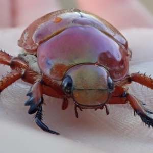 Anoplognathus montanus at Spence, ACT - 6 Dec 2019