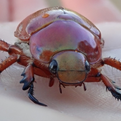 Anoplognathus montanus (Montane Christmas beetle) at Spence, ACT - 6 Dec 2019 by Laserchemisty