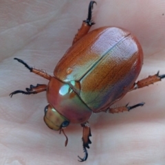 Anoplognathus montanus at Spence, ACT - 6 Dec 2019 05:56 PM