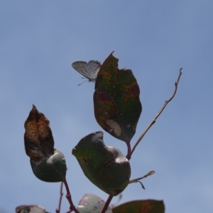 Acrodipsas myrmecophila at suppressed - 7 Dec 2019