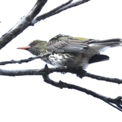 Oriolus sagittatus (Olive-backed Oriole) at Majura, ACT - 4 Nov 2019 by jb2602