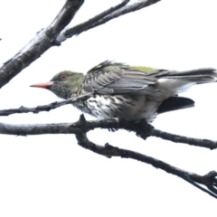 Oriolus sagittatus (Olive-backed Oriole) at Mount Ainslie - 4 Nov 2019 by jbromilow50