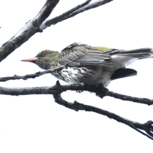 Oriolus sagittatus at Majura, ACT - 4 Nov 2019