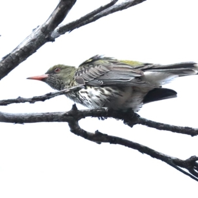 Oriolus sagittatus (Olive-backed Oriole) at Majura, ACT - 4 Nov 2019 by jb2602