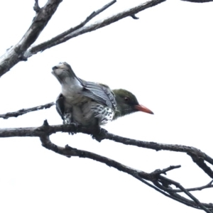 Oriolus sagittatus at Majura, ACT - 4 Nov 2019 05:07 PM