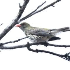 Oriolus sagittatus at Majura, ACT - 4 Nov 2019 05:07 PM