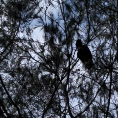 Calyptorhynchus lathami (Glossy Black-Cockatoo) at Wingecarribee Local Government Area - 7 Dec 2019 by KarenG