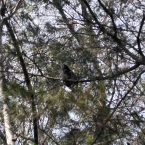 Calyptorhynchus lathami lathami at Fitzroy Falls, NSW - 8 Dec 2019