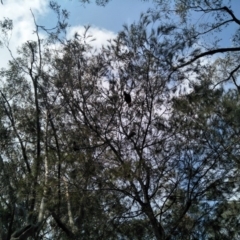 Calyptorhynchus lathami lathami at Fitzroy Falls, NSW - suppressed