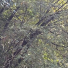 Eucryphia moorei (Pinkwood/Plumwood) at Fitzroy Falls - 8 Dec 2019 by KarenG