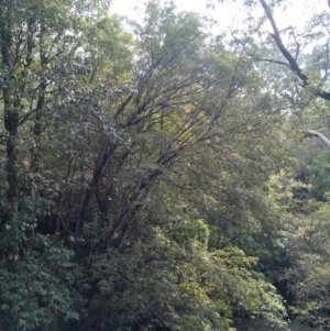 Eucryphia moorei at Fitzroy Falls - 8 Dec 2019 09:59 AM