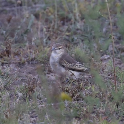 Lalage tricolor (White-winged Triller) at Mount Ainslie - 4 Nov 2019 by jb2602