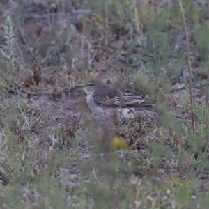 Lalage tricolor at Majura, ACT - 4 Nov 2019