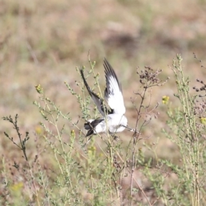 Lalage tricolor at Majura, ACT - 4 Nov 2019