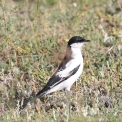 Lalage tricolor at Majura, ACT - 4 Nov 2019