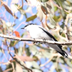 Lalage tricolor at Majura, ACT - 4 Nov 2019