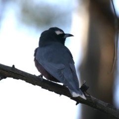 Artamus superciliosus (White-browed Woodswallow) at Mount Ainslie - 4 Nov 2019 by jb2602