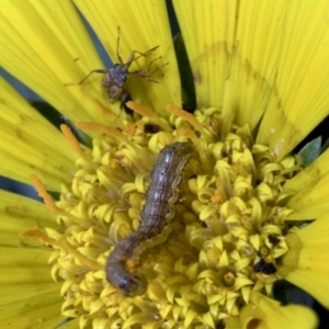 Helicoverpa (genus) at Spence, ACT - 9 Nov 2019 01:09 PM