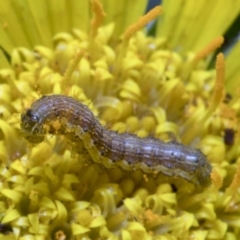 Helicoverpa (genus) at Spence, ACT - 9 Nov 2019 01:09 PM