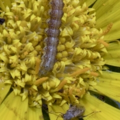 Helicoverpa (genus) at Spence, ACT - 9 Nov 2019 01:09 PM