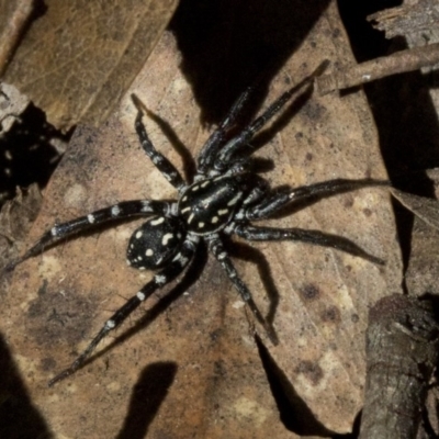 Nyssus albopunctatus (White-spotted swift spider) at Paddys River, ACT - 19 Nov 2019 by JudithRoach