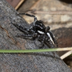 Jotus sp. (genus) (Unidentified Jotus Jumping Spider) at Paddys River, ACT - 20 Nov 2019 by JudithRoach