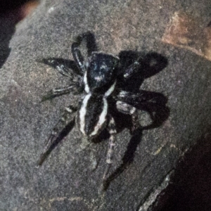 Jotus sp. (genus) at Paddys River, ACT - 20 Nov 2019 09:28 AM