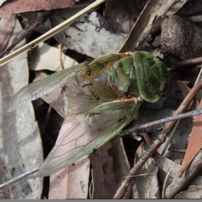 Cyclochila australasiae (Greengrocer, Yellow Monday, Masked devil) at Namadgi National Park - 6 Dec 2019 by BrianH