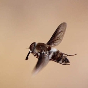 Trichophthalma costalis at Mount Ainslie - 7 Dec 2019 11:00 AM