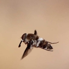 Trichophthalma costalis at Mount Ainslie - 7 Dec 2019