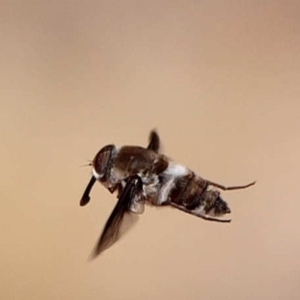 Trichophthalma costalis at Mount Ainslie - 7 Dec 2019 11:00 AM