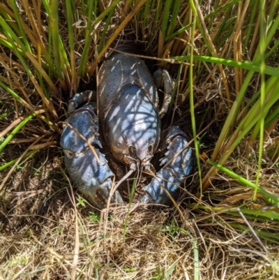 Euastacus sp. (genus) (Spiny crayfish) at Providence Portal, NSW - 8 Dec 2019 by MattM