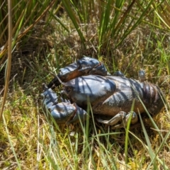 Euastacus sp. (genus) at Providence Portal, NSW - 9 Dec 2019 10:46 AM