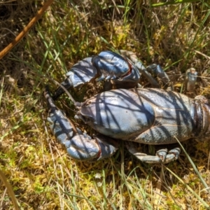 Euastacus sp. (genus) at Providence Portal, NSW - 9 Dec 2019 10:46 AM