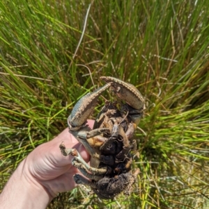 Euastacus sp. (genus) at Providence Portal, NSW - 9 Dec 2019 10:46 AM